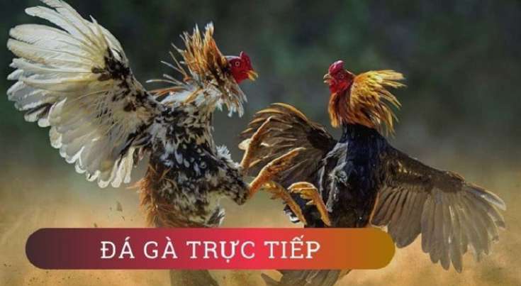 Đánh giá thư viện trò chơi trực tuyến được xếp hạng Xso99 - Xso99